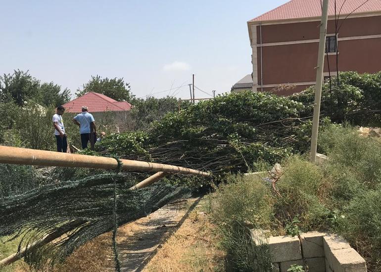 Güclü külək ağacı qaz xəttinin üzərinə aşırıb