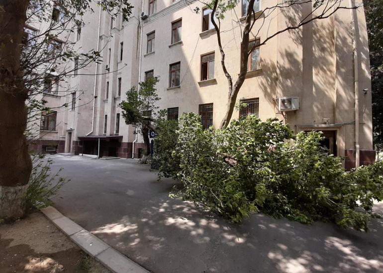 Sumqayıtda ağac budağı 10 yaşlı qızın başına düşdü