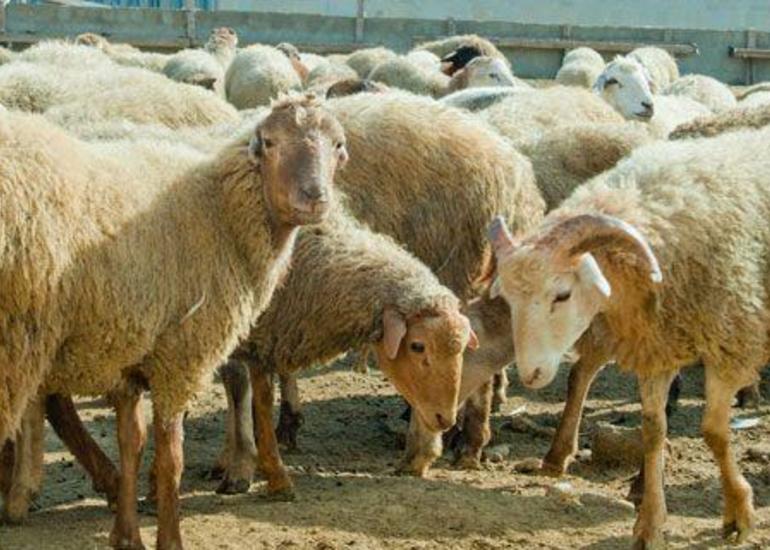 AQTA və QMİ-dən Qurban bayramı ilə bağlı mühüm tövsiyələr