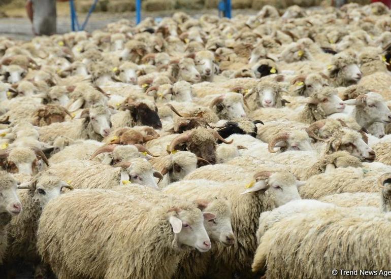 Kəsim məntəqələrində dezinfeksiya işləri pulsuz aparılacaq