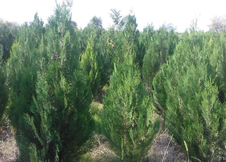 Bir gün ərzində 650 min ağac əkilməsi Azərbaycan tarixində bir ilkdir - ETSN rəsmisi
