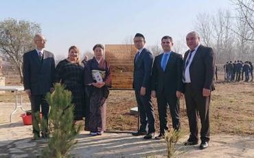 Şamaxı şəhərində min ağacdan ibarət "Sakura parkı" salınıb