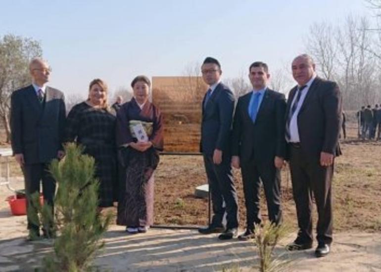 Şamaxı şəhərində min ağacdan ibarət "Sakura parkı" salınıb