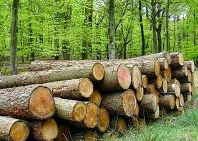 Nazirlik qanunsuz yolla meşə materialı daşıyan şəxsi cərimələdi