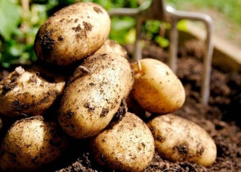 Naxçıvanda kartof istehsalı yanvar-avqustda 1,5% artıb