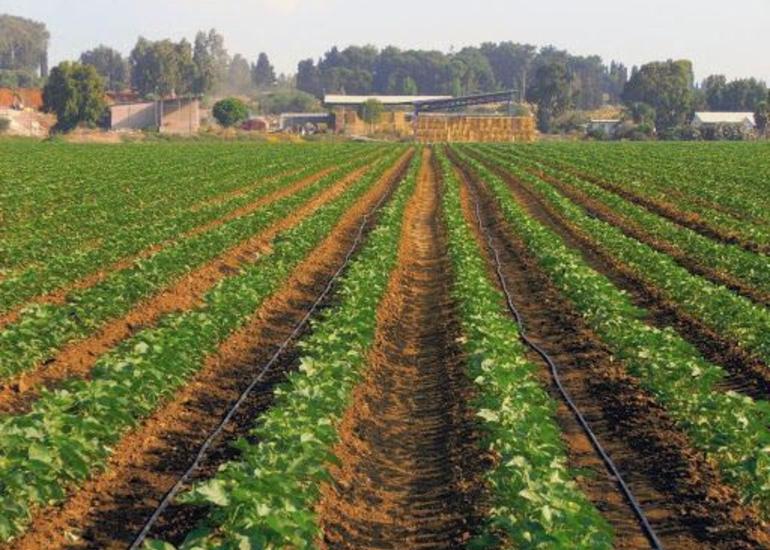 Gələn aydan fermerlərə məhsul subsidiyasının ödənilməsinə başlanacaq