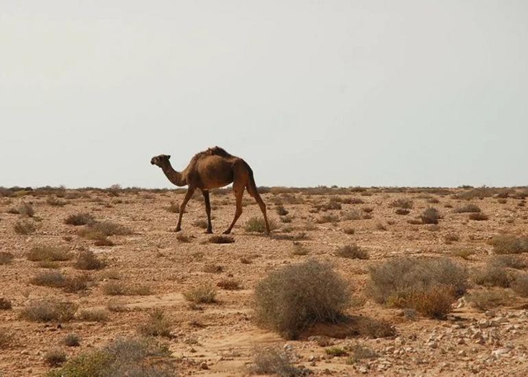 ABŞ Mərakeşin Qərbi Sahara üzərində suverenliyini tanıyıb