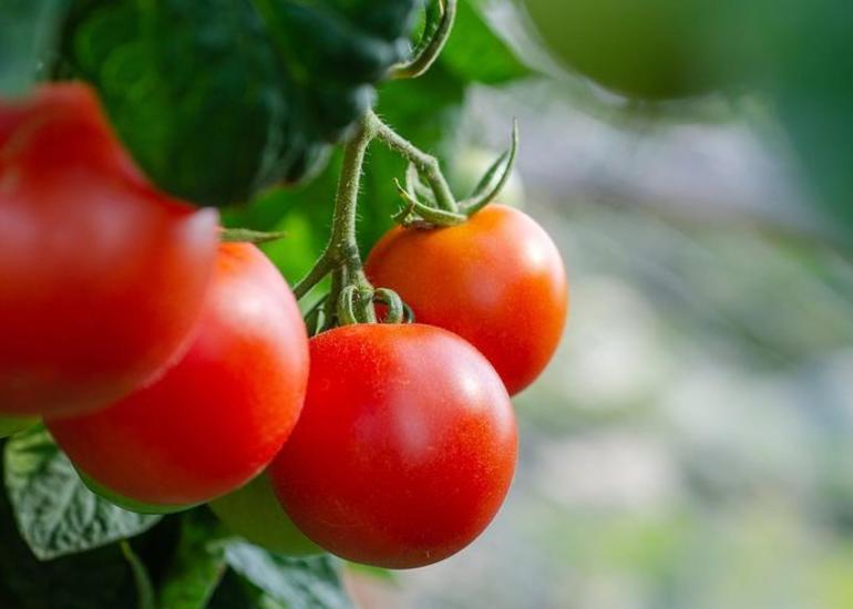 Azpromo pomidor istehsalı və ixracı ilə məşğul olan sahibkarlara müraciət edib