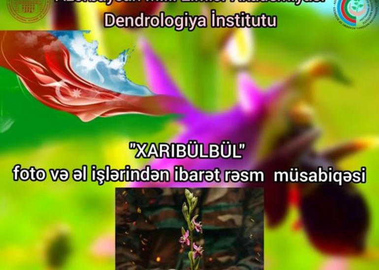 “Xarı bülbül” mövzusunda müsabiqə keçirilir