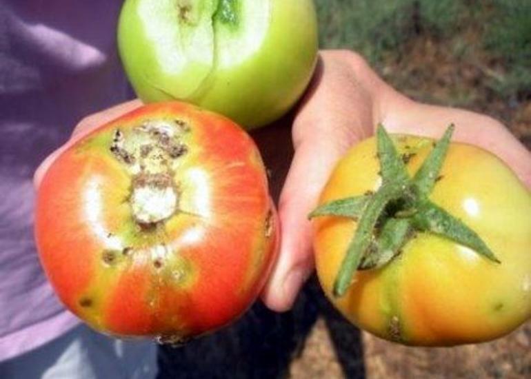 Pomidor güvəsi və onunla mübarizə üsulları