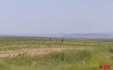 Qubadlının Xanlıq qəsəbəsində əkin sahələri mina və PHS-dən təmizlənir