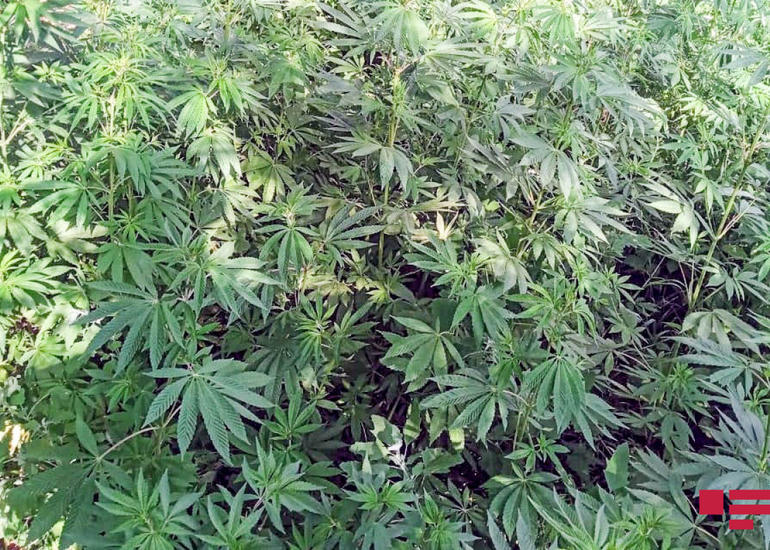 İki gündə 1 ton 737 kiloqram narkotik məhv edilib