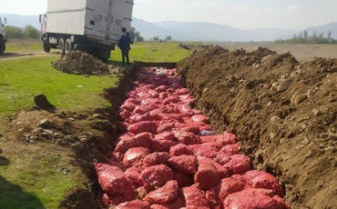 Rusiyadan idxal edilən 67 ton kartofda zərərverici aşkarlanıb
