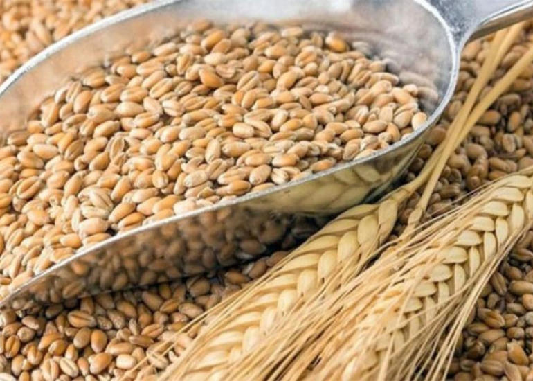 Dünya bazarlarında buğda kəskin bahalaşır