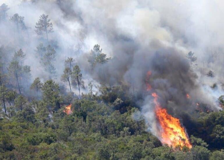 Qubada 500 hektar meşə sahəsi yandı