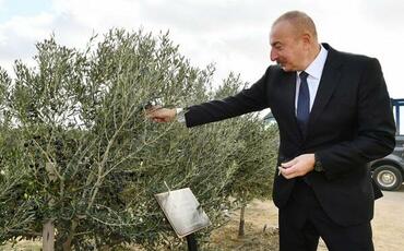 İlham Əliyev zavodun açılışında iştirak etdi - Foto