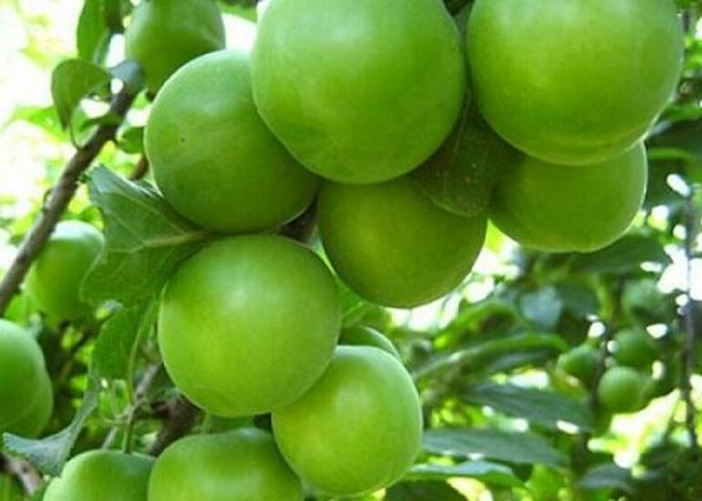 Ötən il xaricə yarım milyardlıq meyvə ixrac olunub