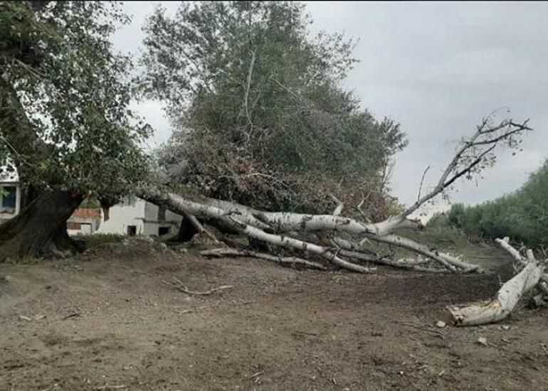 Kəsdiyi ağac üzərinə düşdü, öldü
