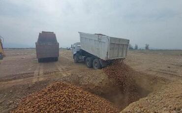 Gürcüstandan gətirilən 24,5 ton kartof yararsız çıxdı