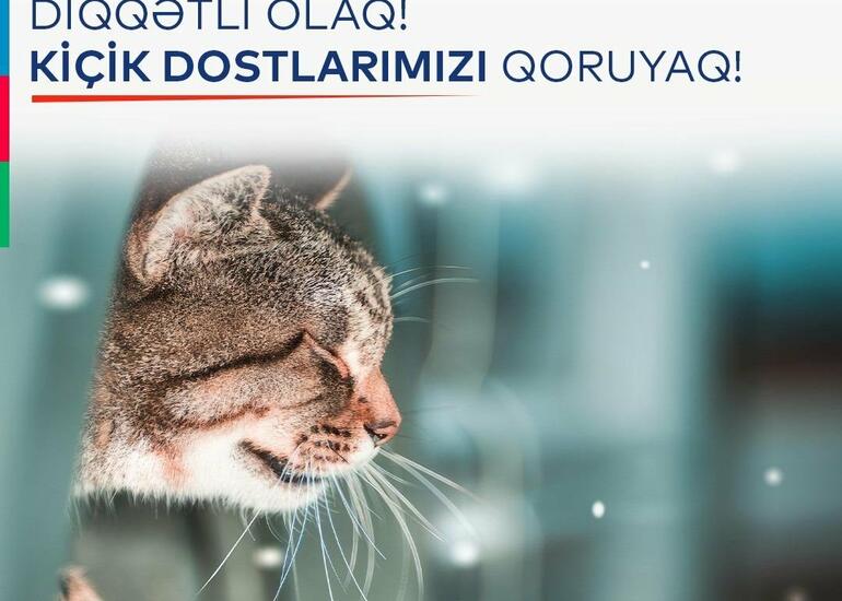 Yol polisindən pişiklərlə bağlı xəbərdarlıq