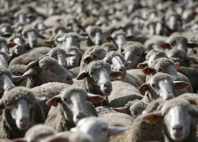 Qurban bayramı ilə bağlı fətva verilib