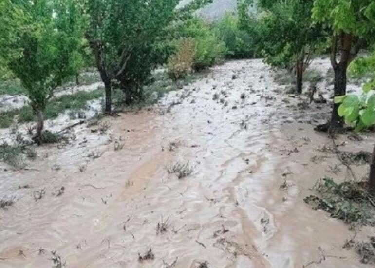 Sarabda kənd təsərrüfatına dəyən xəsarətin məbləği açıqlandı