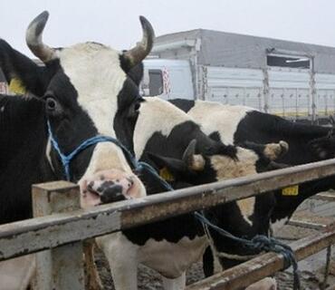 category photo