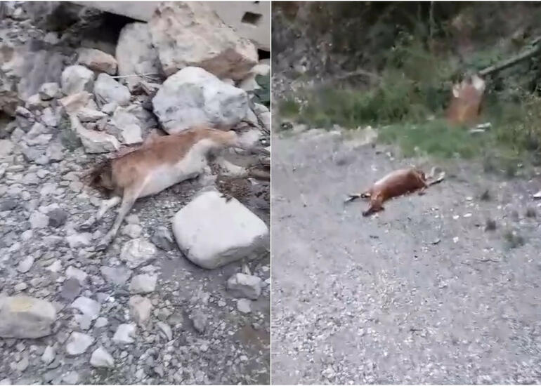 Kəlbəcərdə keçilərin vurulması: İki qurum hərəkətə keçdi