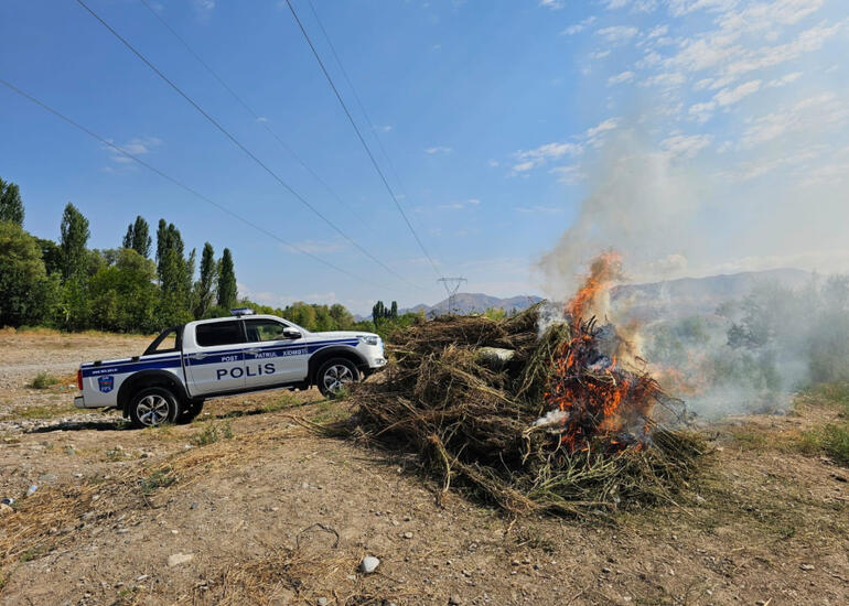 Naxçıvanda 8 tona yaxın çətənə kolu məhv edilib