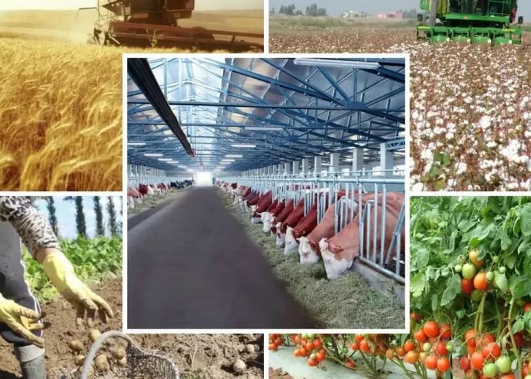 Hesablama Palatası: Kənd təsərrüfatına verilən subsidiyalar arzuolunan nəticə vermir
