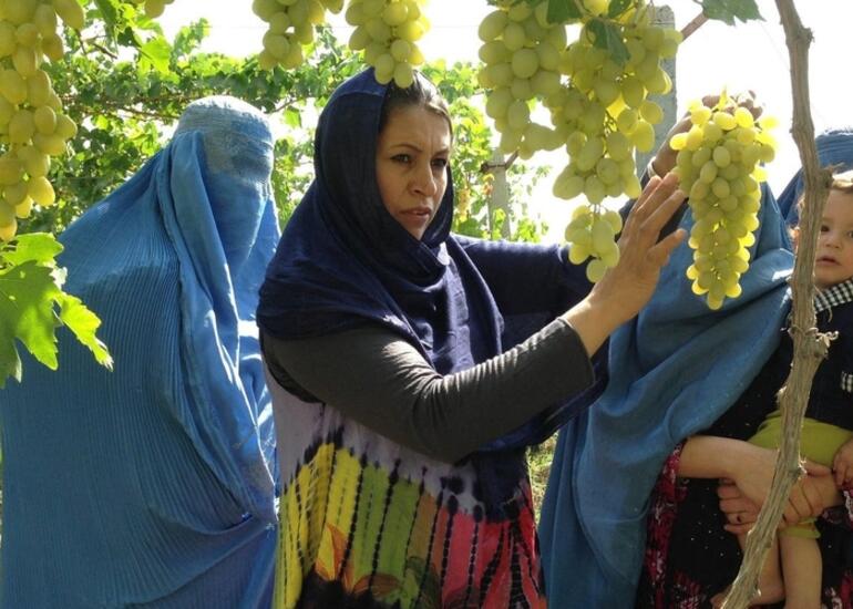 Müharibədən sonrakı Azərbaycan: Mina sahələrindən üzüm bağlarına dönüşüm