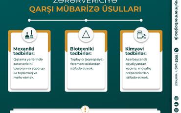 Qəhvəyi mərmər bağacığı və bu zərərverici ilə mübarizə tədbirləri